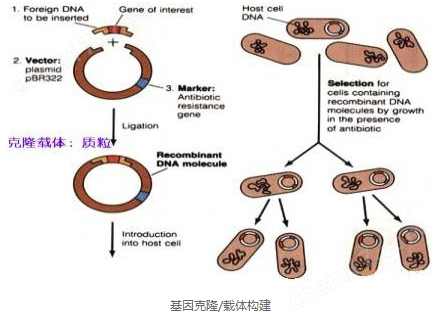 流行性腮腺炎病毒(MV)荧光PCR检测试剂盒