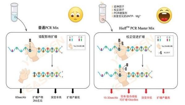 鸡毒支原体（MG）荧光PCR试剂盒